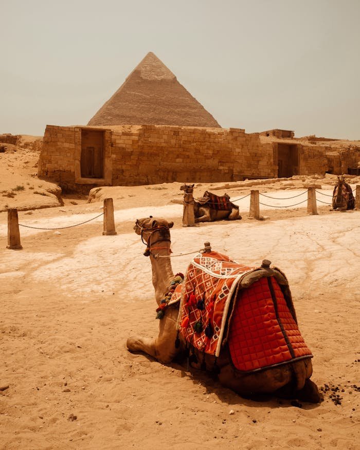 Camel resting near the ancient Great Pyramid of Giza in Egypt, showcasing iconic architecture and culture.